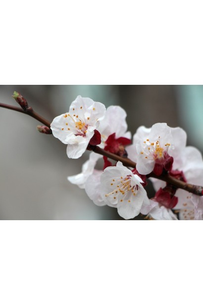 Белые цветы сливы Старкинг Делишес